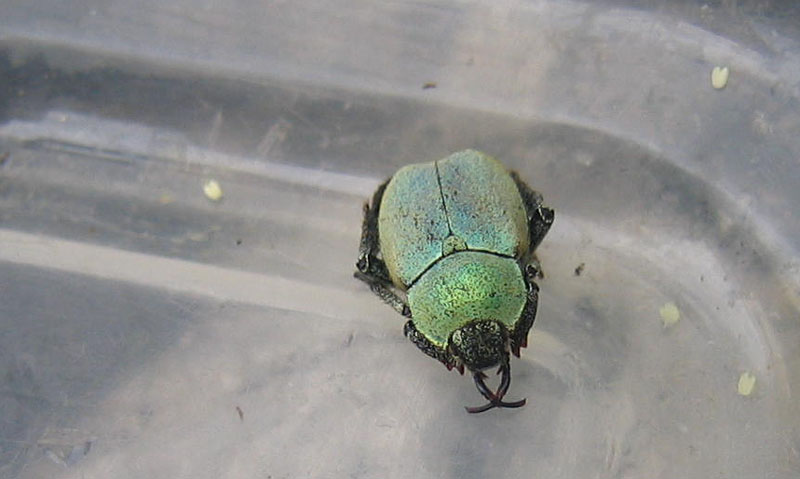 da determinare........... Hoplia argentea